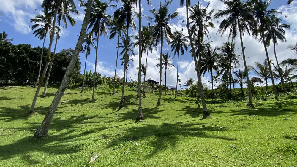 Di jual tanah kebun view sawah berdampingan dengan Villa