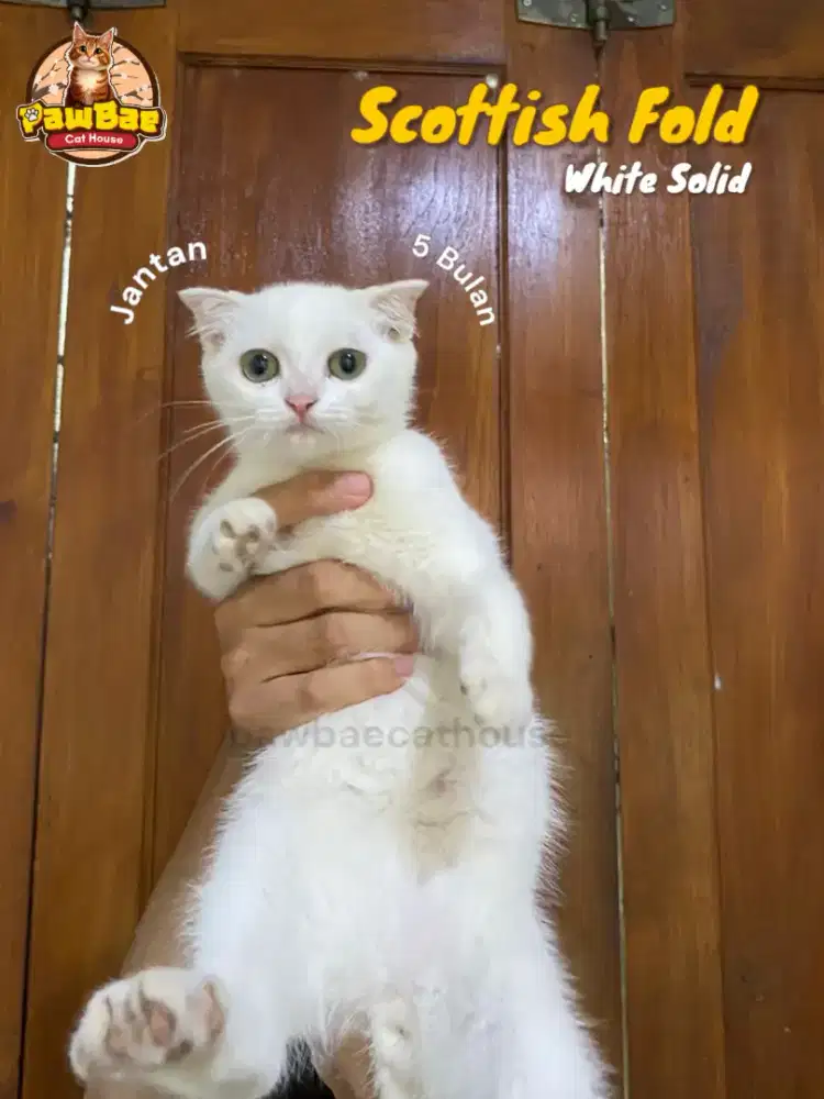 Kucing Scottish Fold Line BSH Jantan