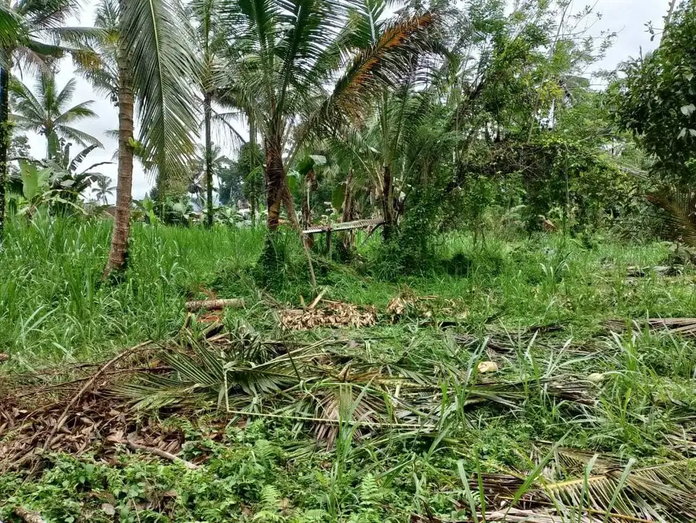 Dikontrakkan tanah kebun lokasi di desa menanga, rendang karangasem
