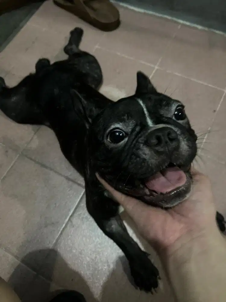 french bulldog/frenchie umur 9 bulan