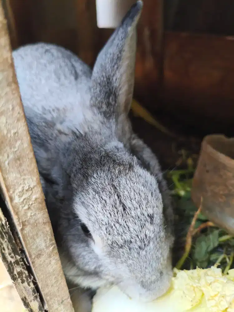 Kelinci indukan lokal