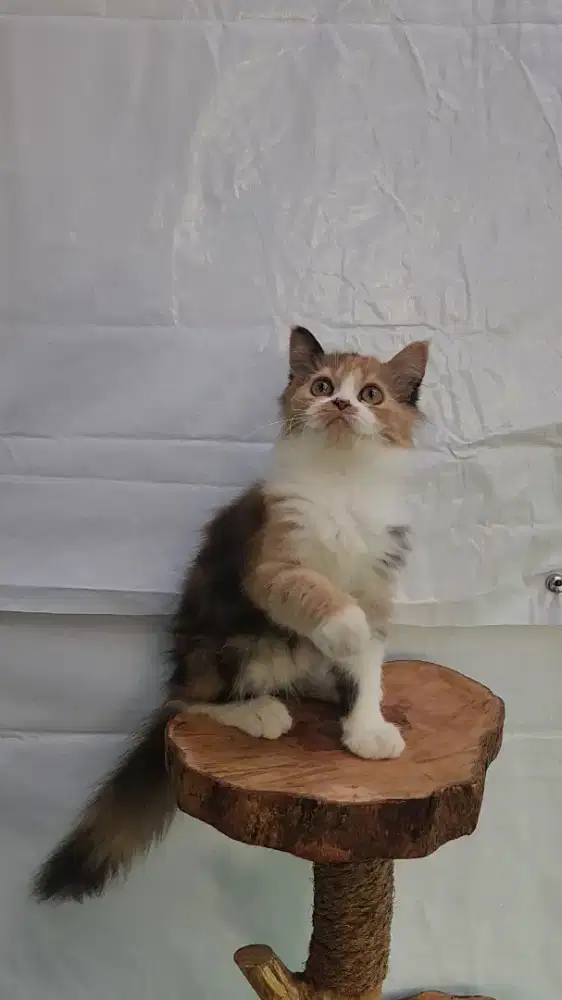 Kucing Persia Calico Betina