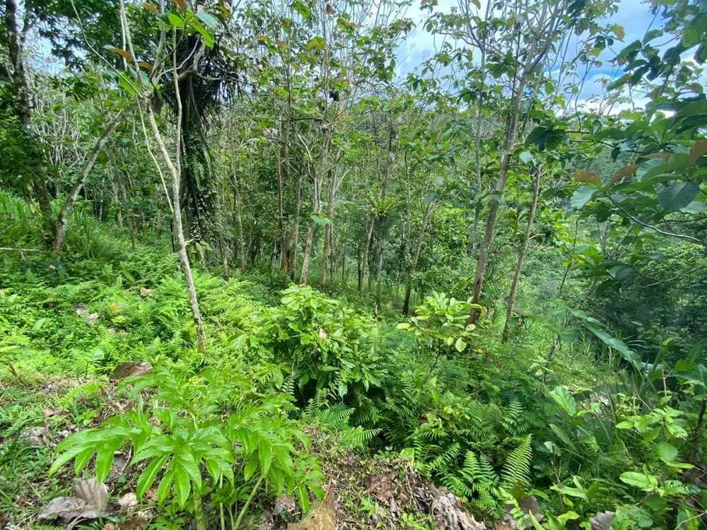 DIJUAL TANAH VIEW LEMBAH SUNGAI DI GIANYAR