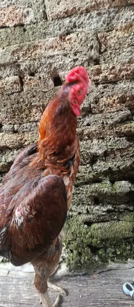 AYAM BANGKOK SUPER USIA 7 BULAN