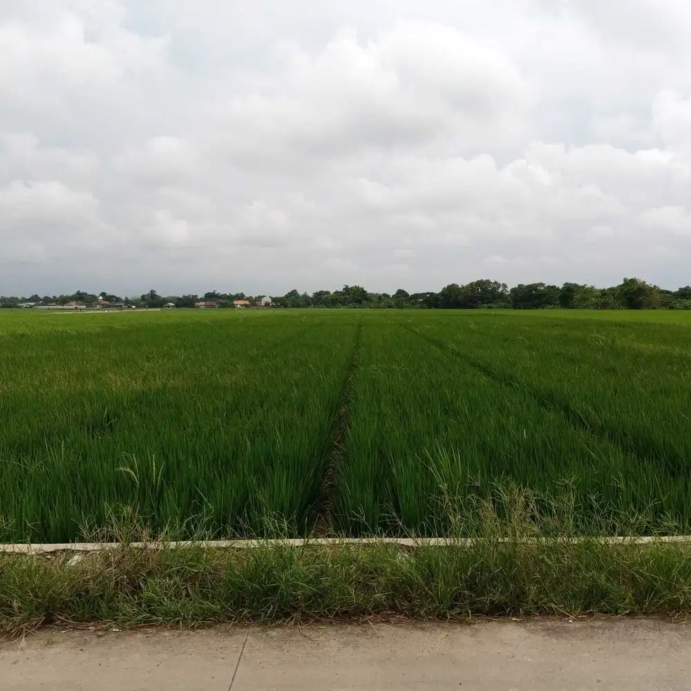 Jual murah sawah subur.produktif di Karawang Jawa Barat