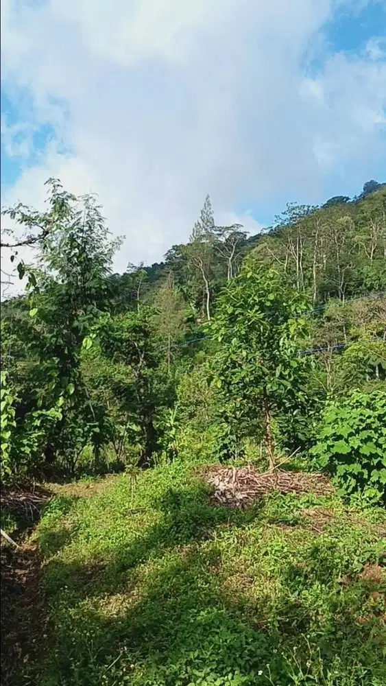Kebun Alpukat Produktif Di Sukasada Buleleng Bali