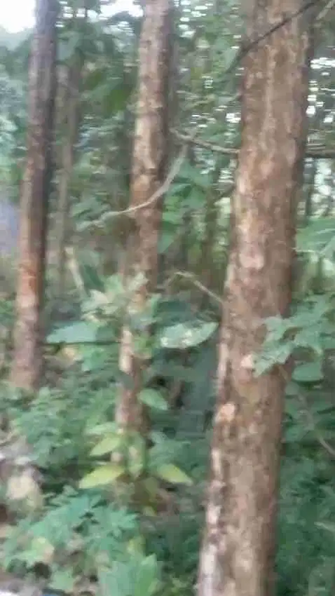 jual tanah murah LT 3200m2, ajb, nempel jalan desa