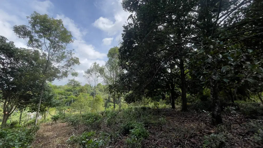 Tanah KebunCengkeh dan Manggis 8300 m2 Bojong Purwakarta Dijual Murah