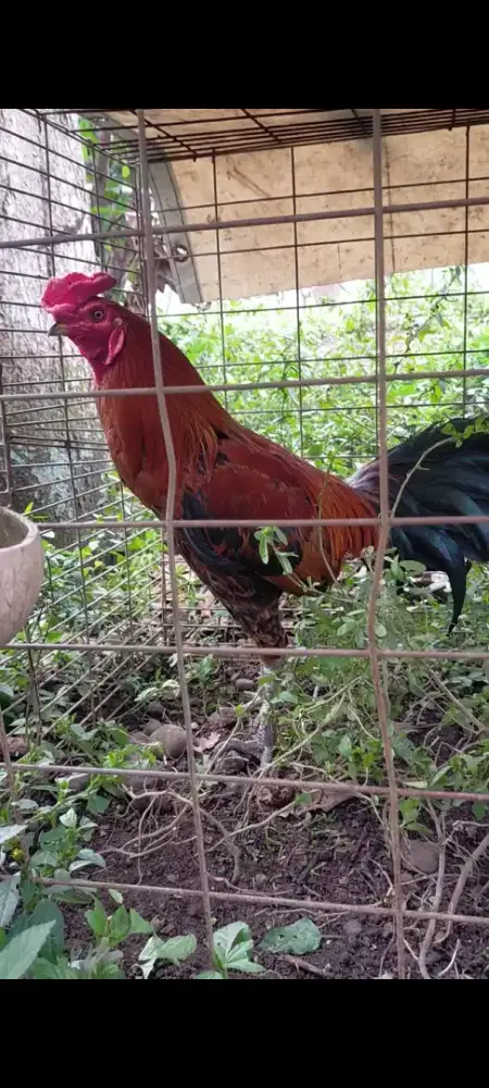 DIJUAL PAKHOY MANGON