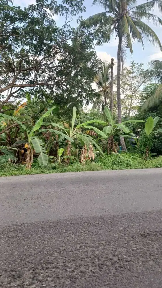 Jual Cepat Tanah SHM di Singaraja Bali dekat Pantai Lovina