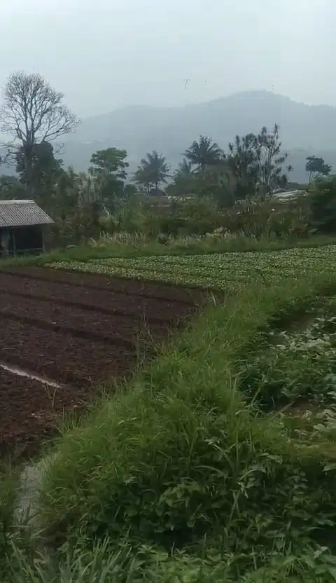 DIJUAL TANAH DARATAN KAWASAN CIBODAS PUNCAK LOKASI MENARIK