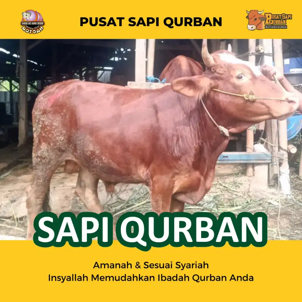 Sapi Qurban Limousin, pegon, Bali, Kupang dan Ongole Po Kirim Hidup