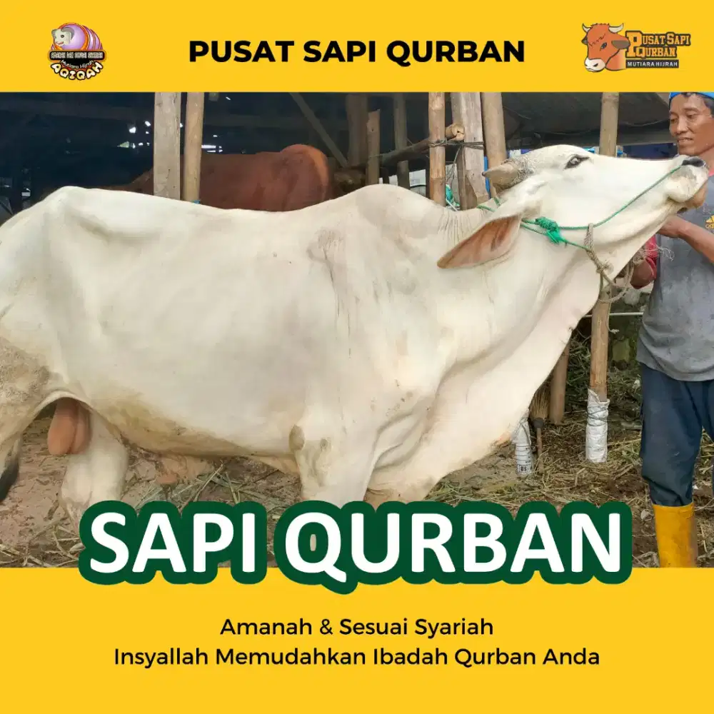 Sapi Qurban Limousin, Bali, Pegon, Kupang dan Ongole Po Kirim Hidup