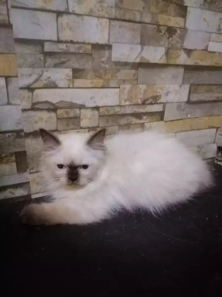 Kitten Himalaya Betina usia 4 bulan