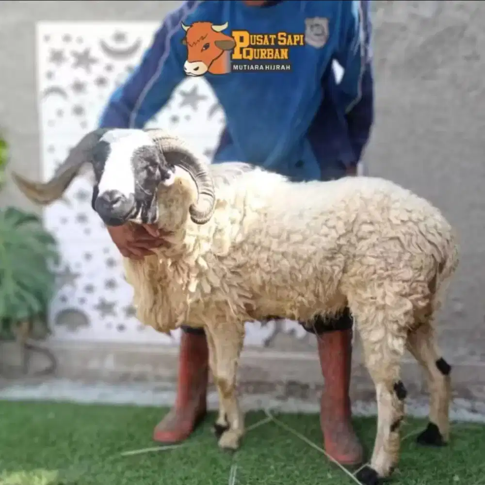 Qurban Kambing Domba & Sapi | Qurban Bogor Depok | Qurban praktis
