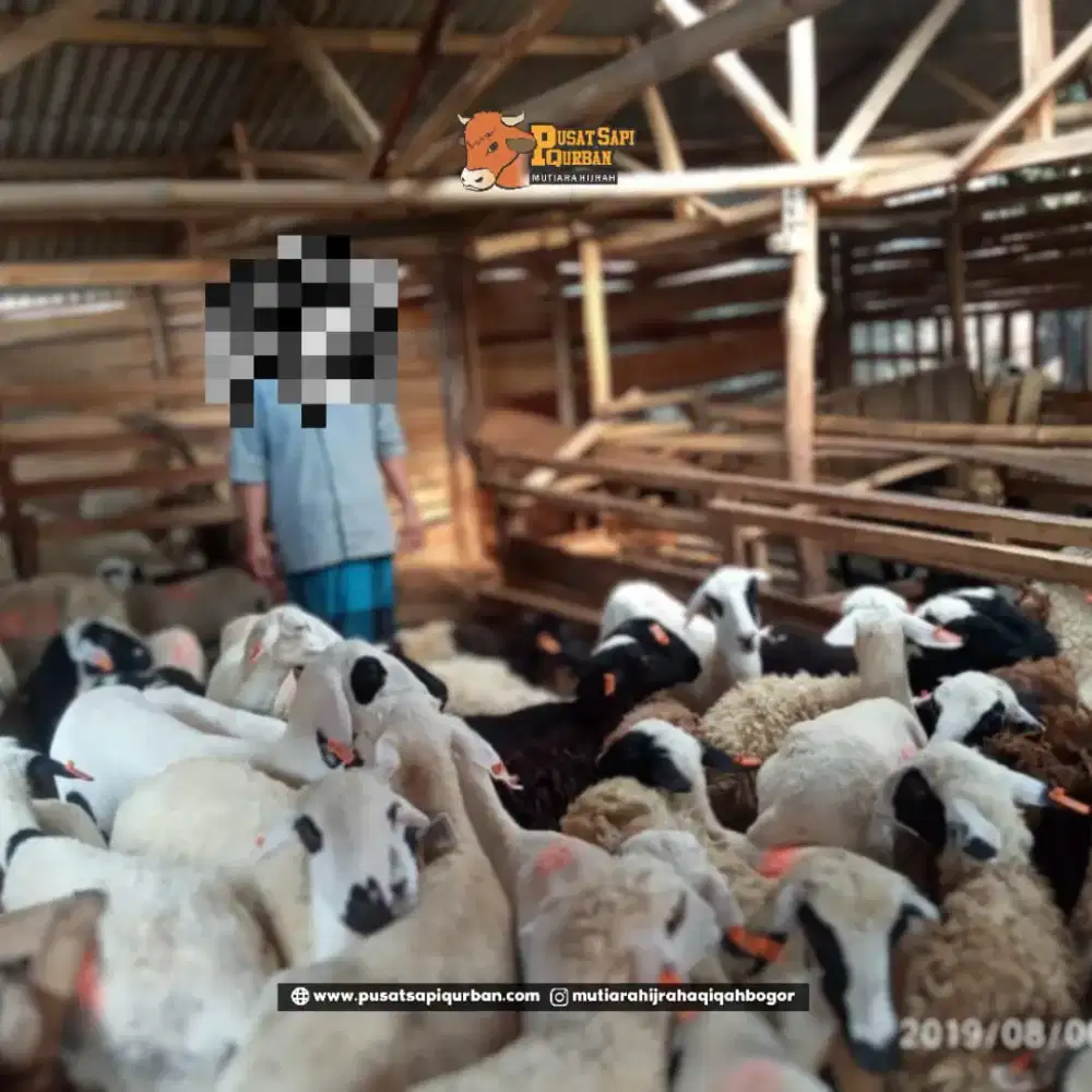 Domba Betina | Domba Qurban | Are layanan Jabodetabek