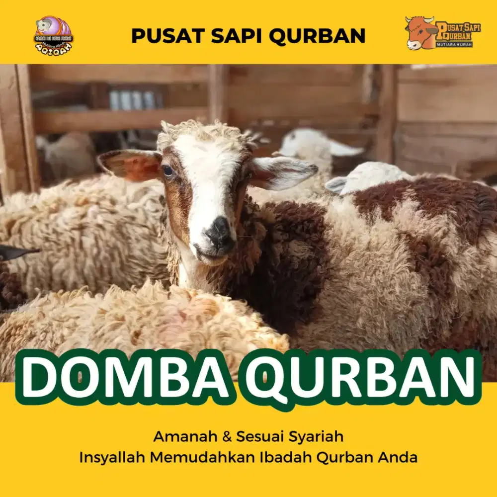 Kambing Betina | Domba Betina