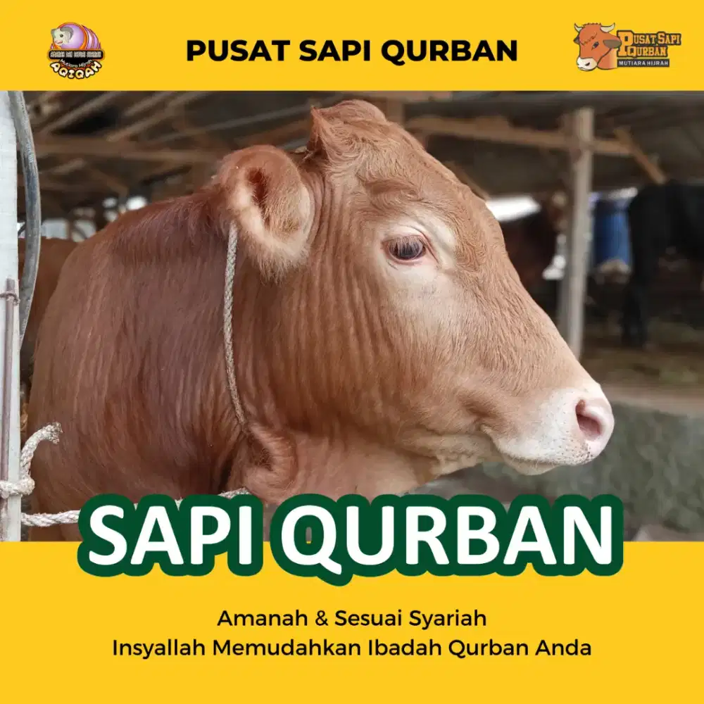 Sapi Qurban| Limousin, Bali, Pegon, Kupang dan Ongole