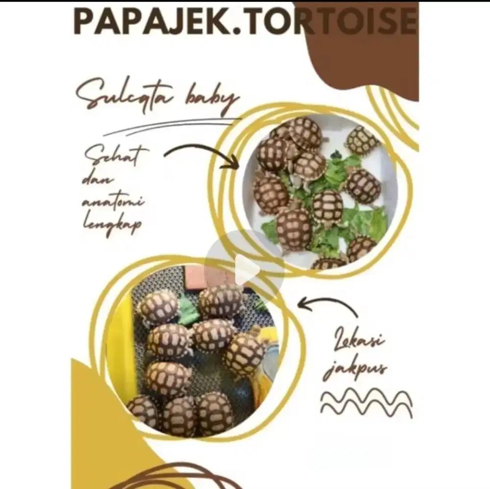 Sulcata grade A 6cm-