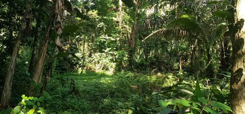 Dijual Tanah Kavling Murah Lokasi Sangeh Abiansemal Badung Bali