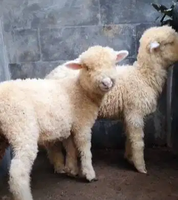 sepasang anakan cempe domba merino super 4 bulanan shaun the sheep top