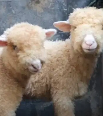 sepasang anakan cempe domba merino super 4 bulanan shaun the sheep top