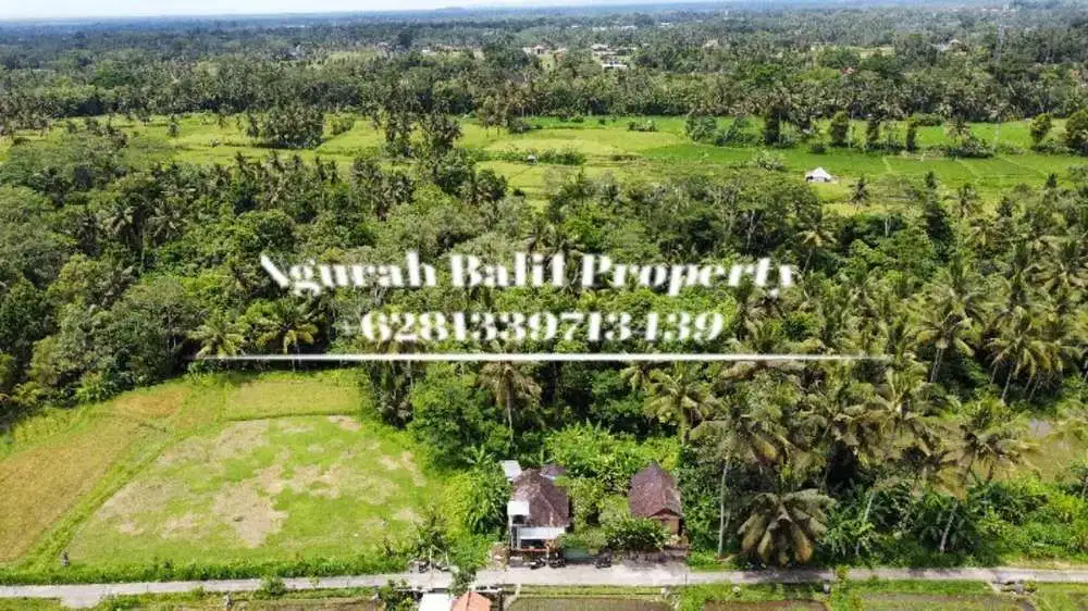 Jual Tanah Murah Luas 5700 m2 Lingkungan Villa di Pejeng Ubud