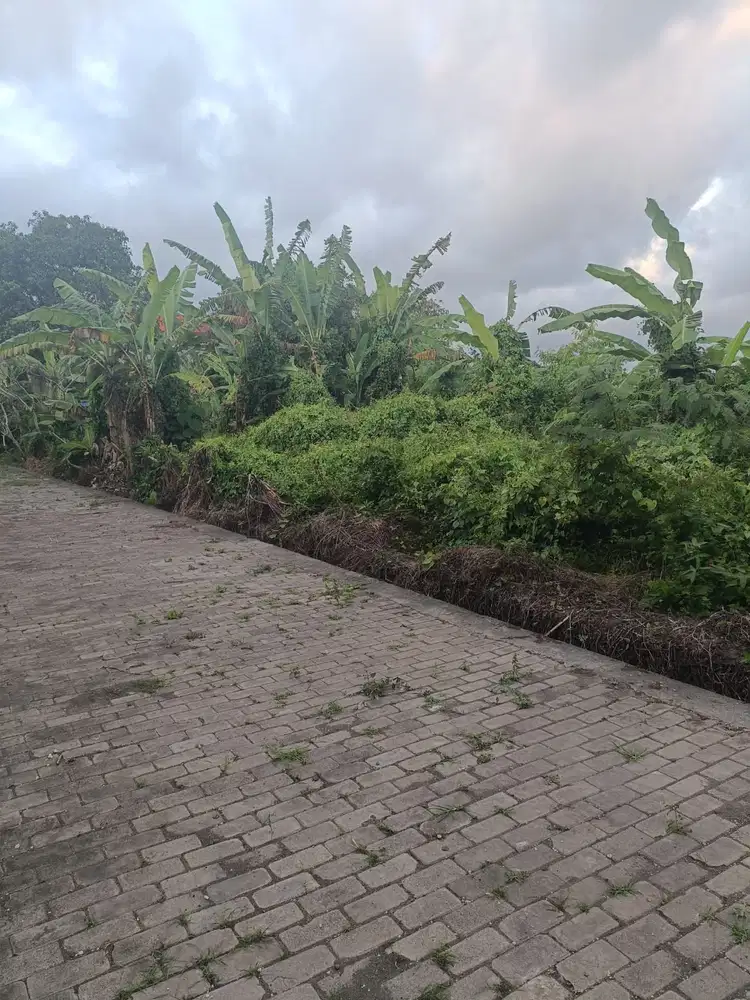 TANAH 389m² ARE DEKAT DENGAN GUEST HOUSE GRYA CANTI