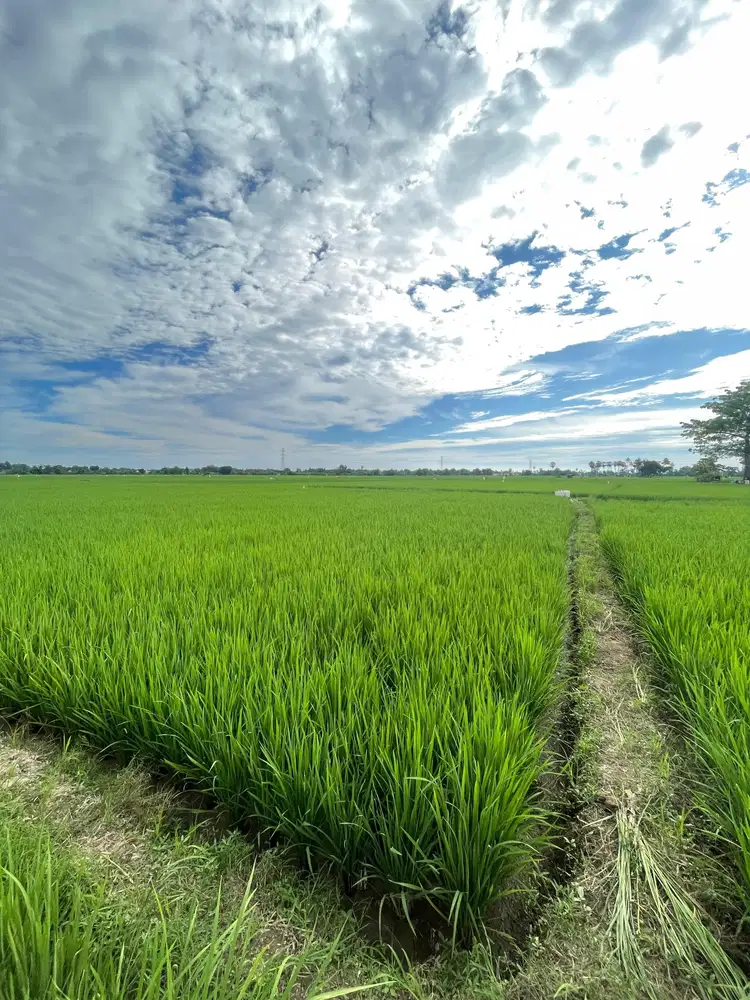 TANAH SAWAH DAERAH BAROMBONG