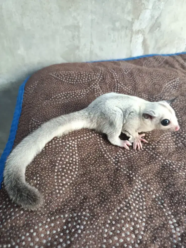 Dijual Sugar Glider Wf White Face Platinun Jantan