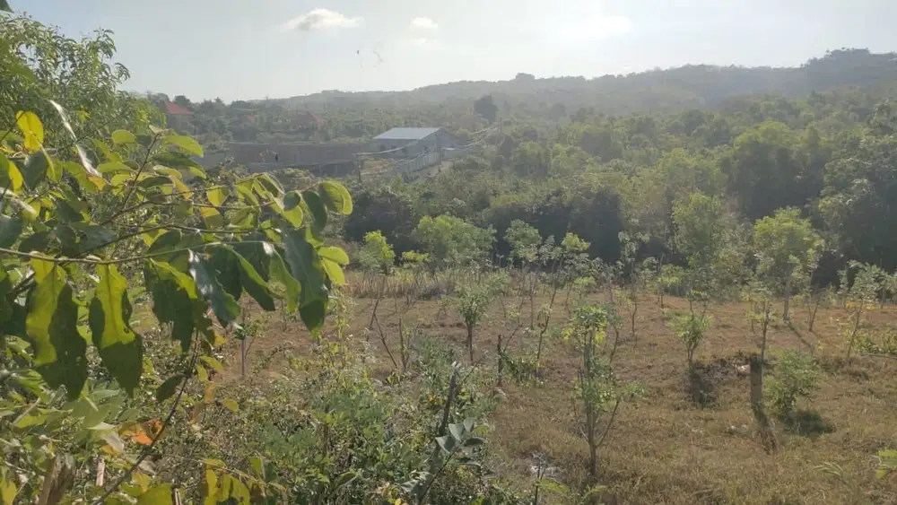 TANAH 22,78 ARE JALAN MENUJU KARMA KANDARA DEKAT DEKAT SAVAYA