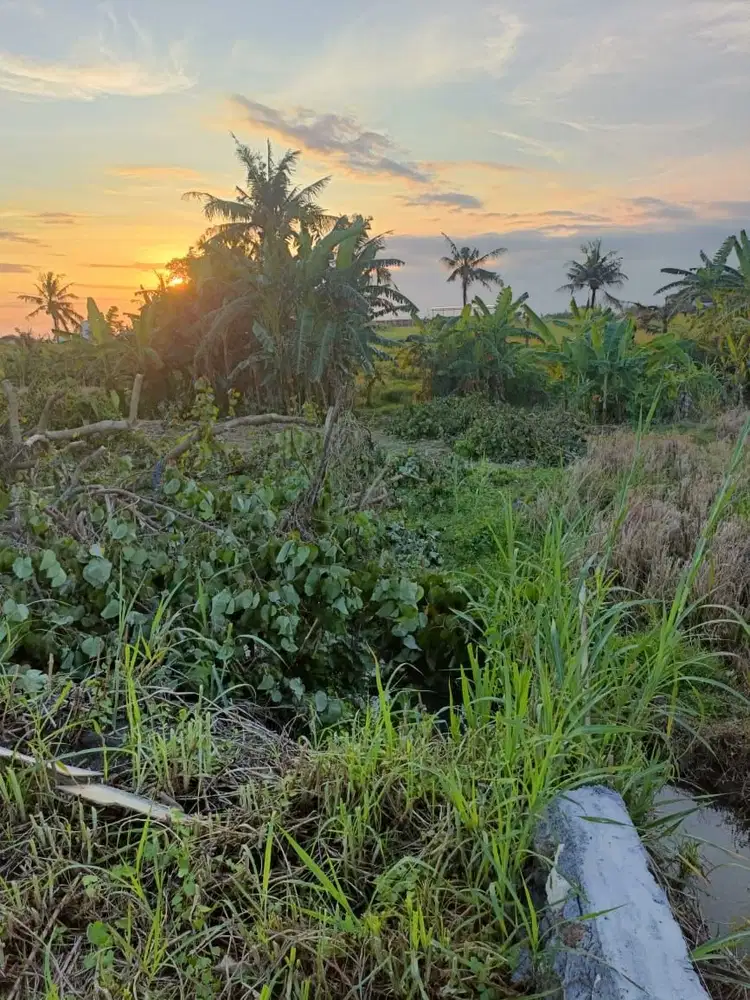 Tanah strategis di kawasan pantai kedungu