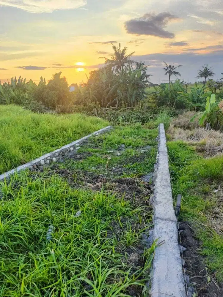 Tanah 4,5 Are Pantai Kedungu