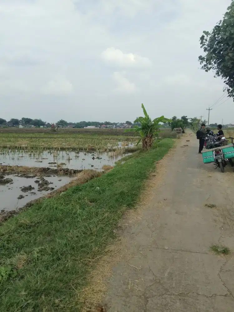 Sawah Nglorog kota Sragen