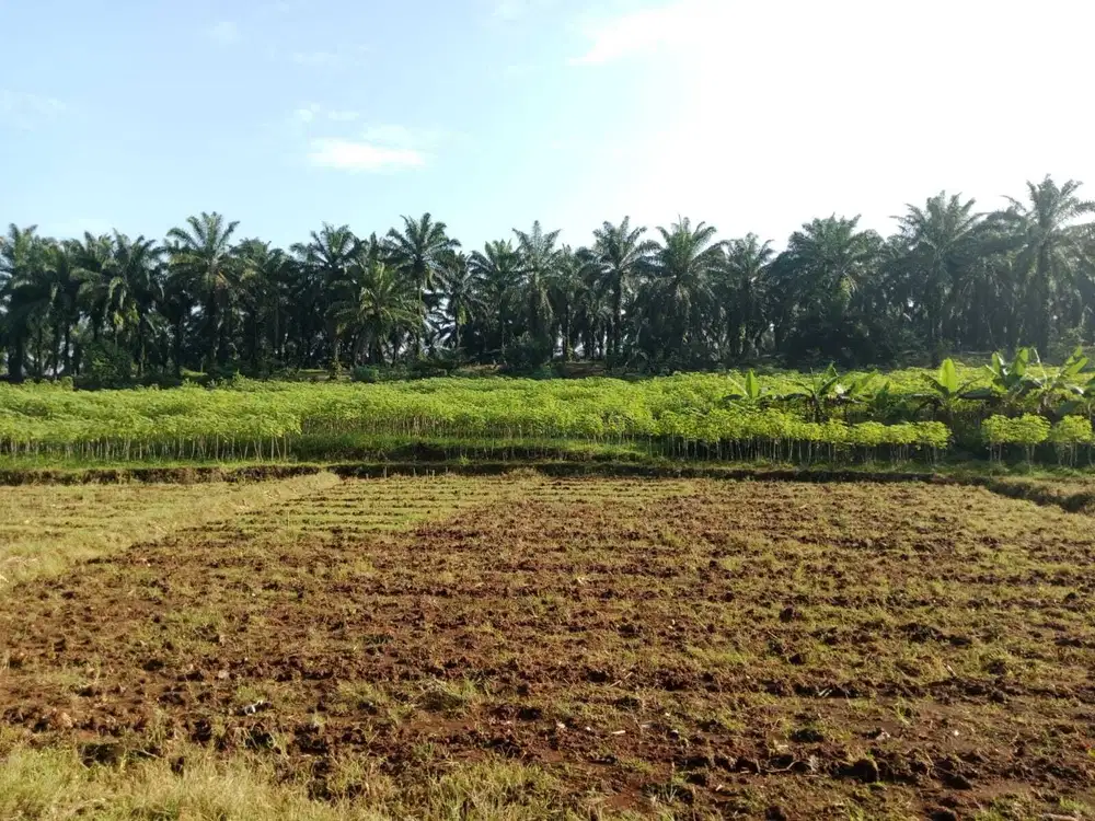 Dijual Tanah Darat Di Desa Cimulang Ranca Bungur Bogor