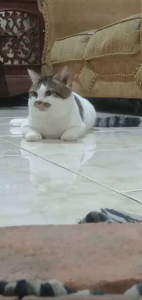 Kucing BSH Pejantan (BU)