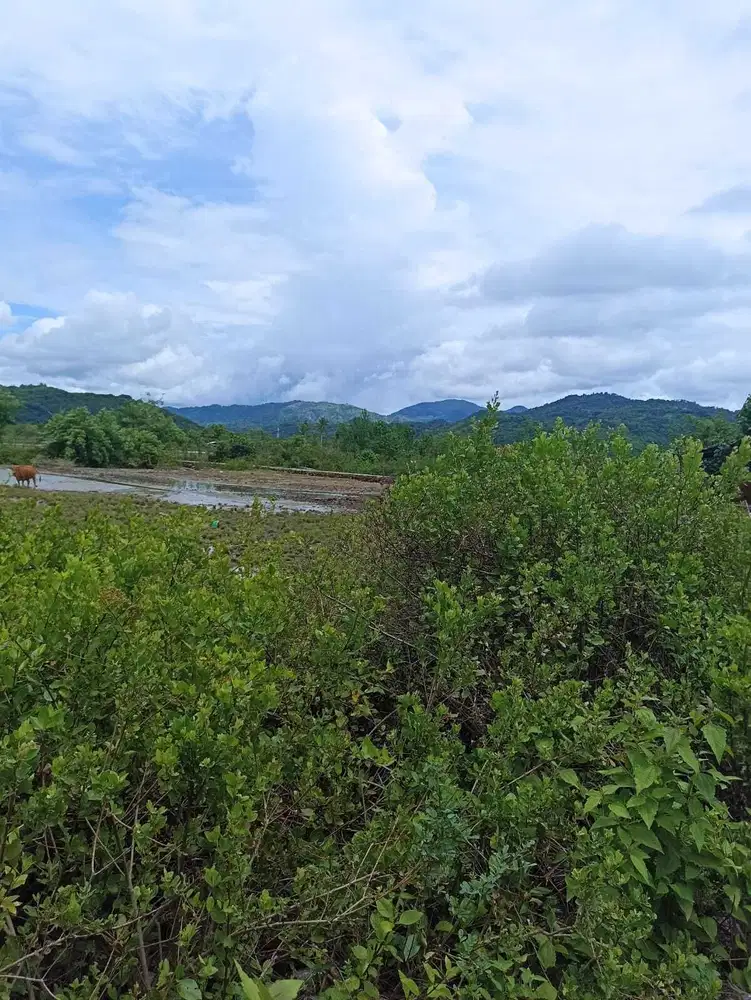 Tanah pinggir jalan strategis di Sekotong