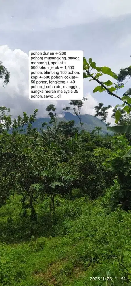 Tanah Perkebunan Buah dgn aneka macam buah 7,7 Hektar