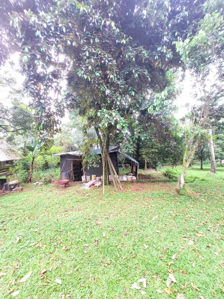 Lahan Luas Di Tamansari Ciapus Bogor Udara Sejuk Akses Bagus