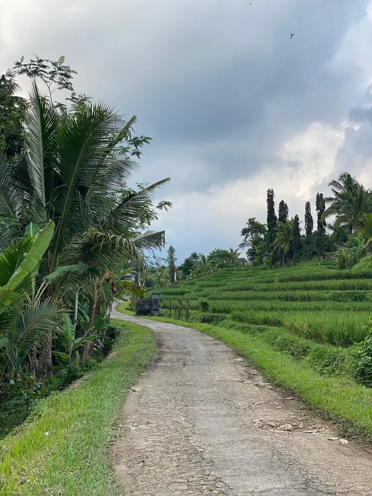 Di kontrakan tanah Penatahan, Penebel, Tabanan, Bali