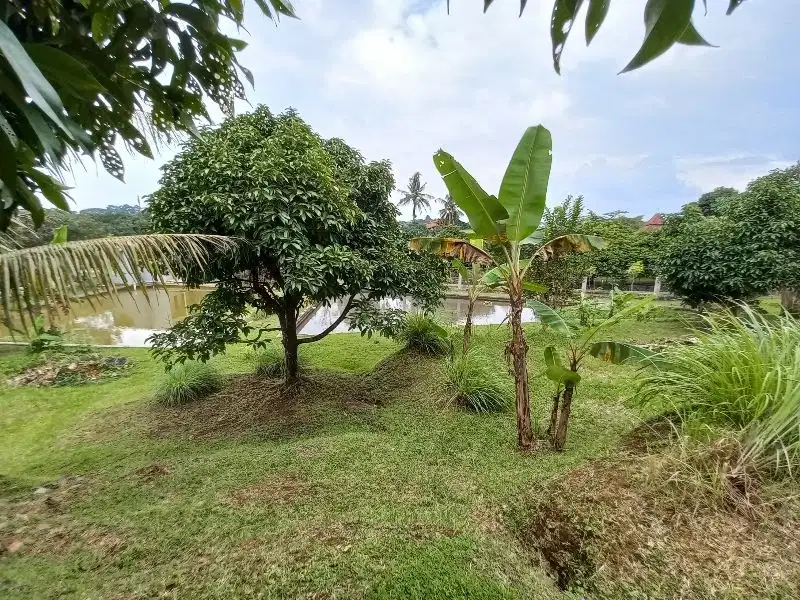 Dijual Cepat Tanah di Dramaga Bogor