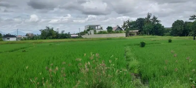 Tanah sewa Rice view  5,72 Are Pantai Seseh