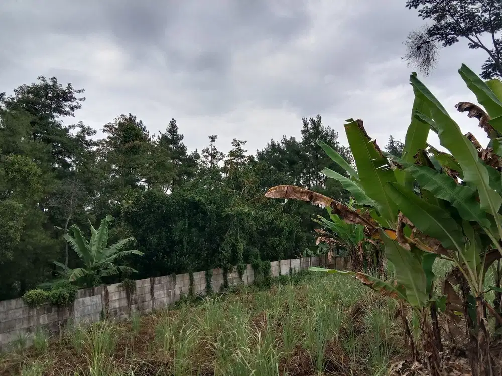 DIJUAL TANAH PERKEBUNAN 0 JALAN RAYA TRAWAS, DESA POHJEJER