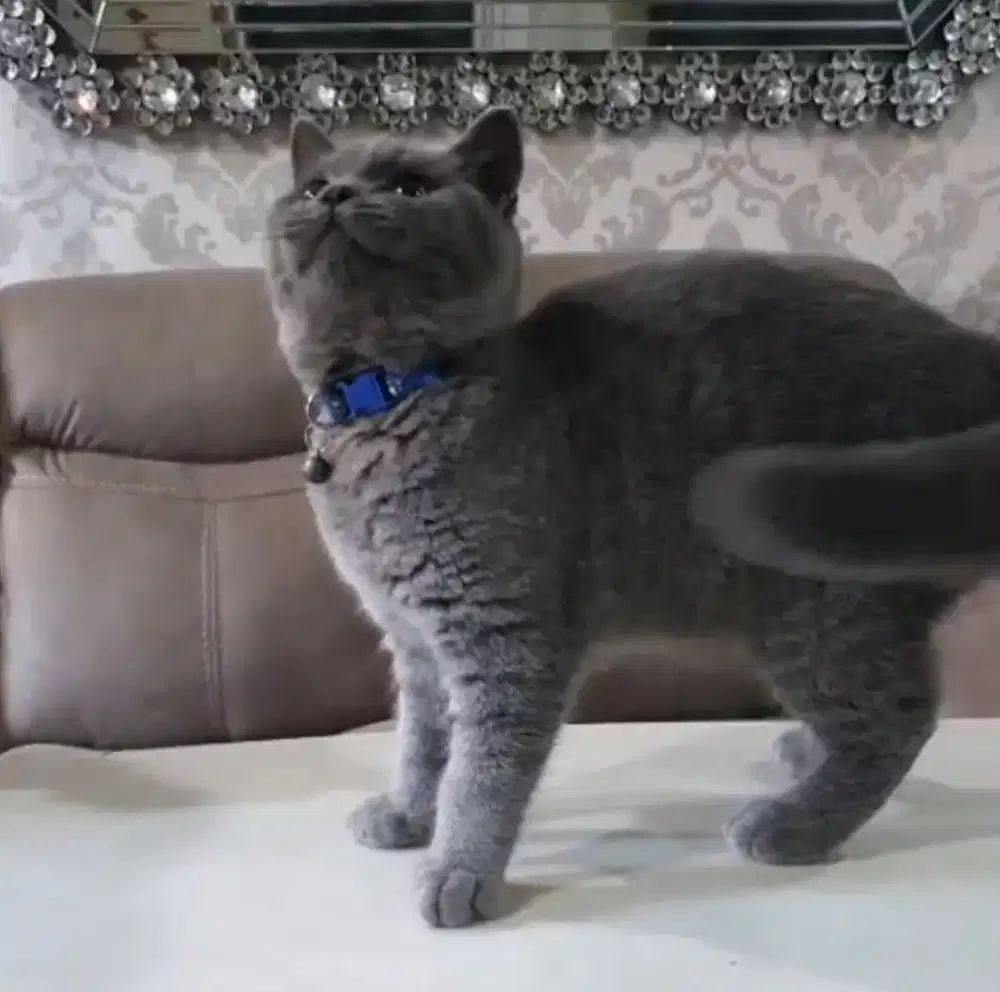 LEPAS adop Bsh usia 4 bln