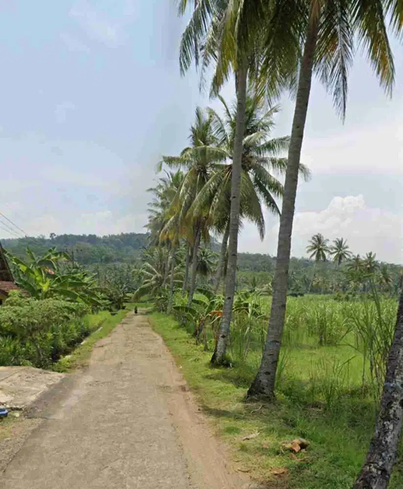TANAH DATAR DEKAT PANTAI TAMBAN KABUPATEN MALANAG