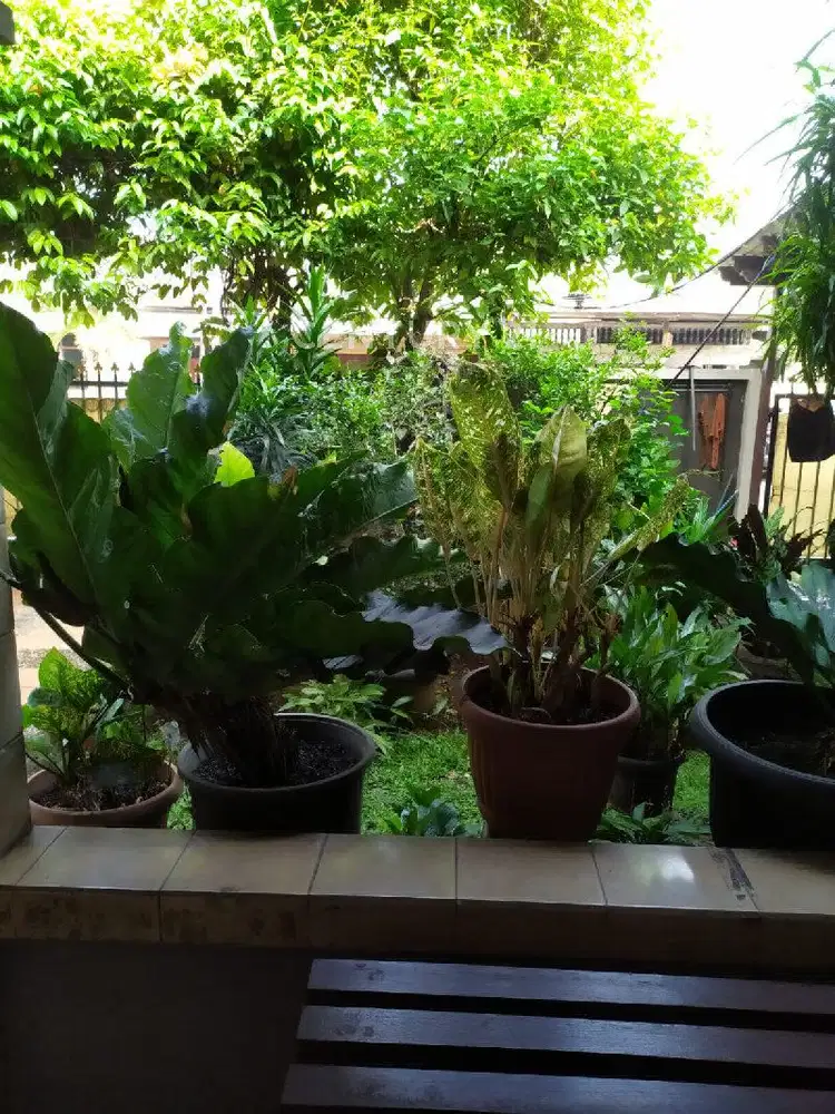 Rumah Siap Huni Di  Perumahan Taman Alfa Indah Jakarta Barat