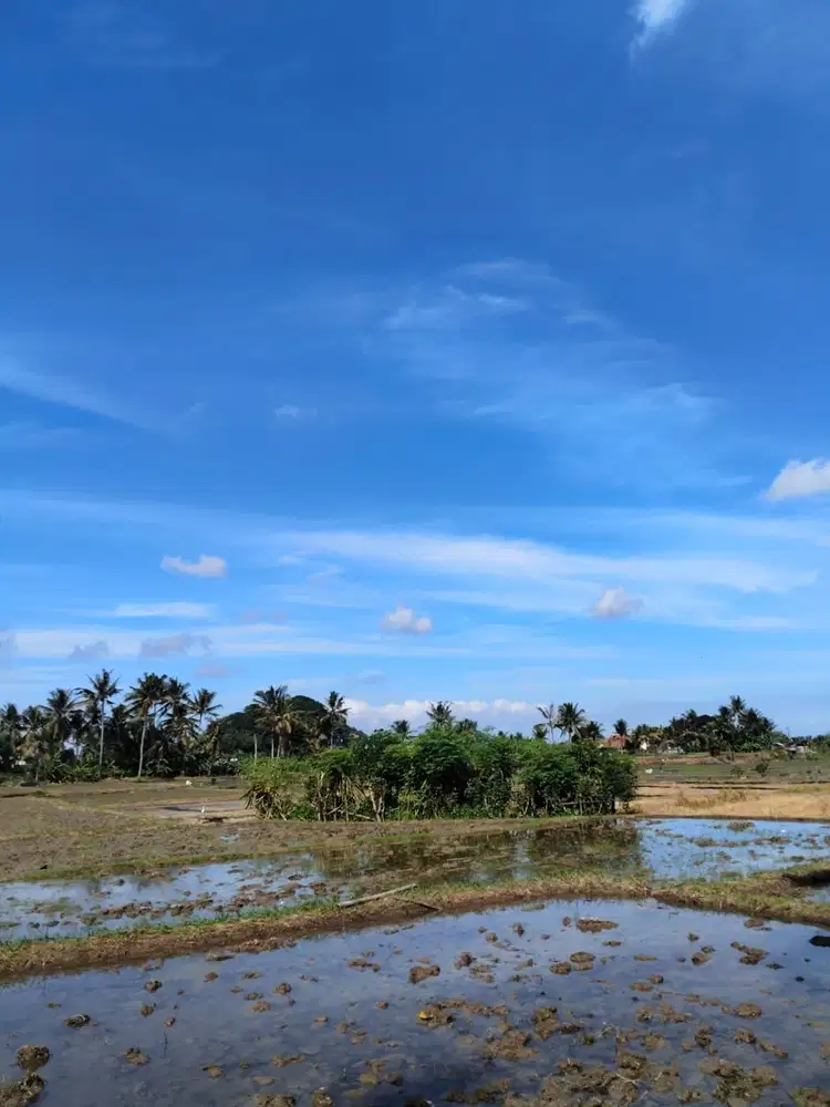 TANAH SEWA KAWASAN SINGKETHA UBUD