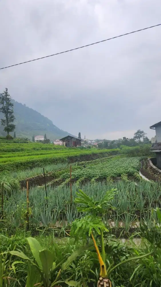 DIJUAL TANAH PERKEBUNAN TRAWAS, KETAPANRAME