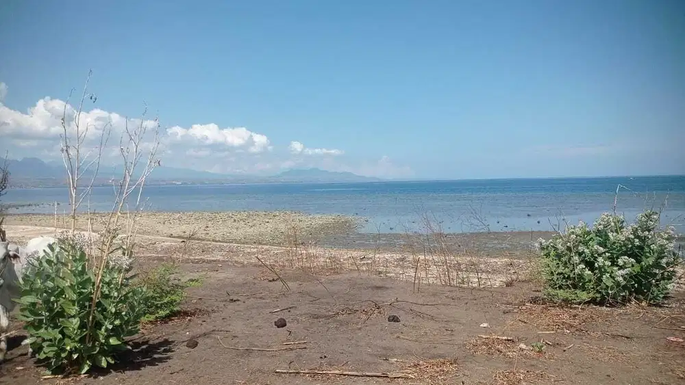 Dijual Tanah Los Pantai di Samota Sumbawa
