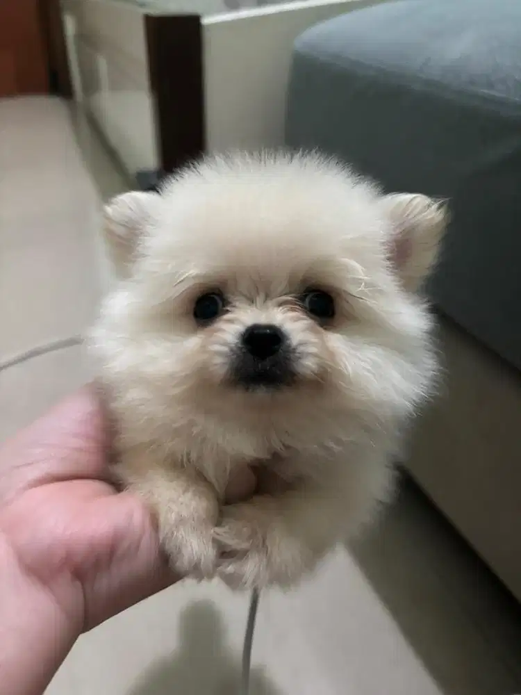 Doggy pomeranian supermini white